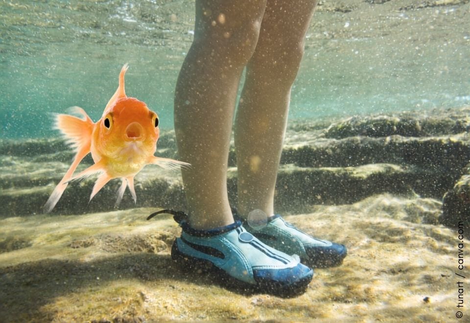 Wasserwandern Longe cote kuriose Sportart Beine unter dem Wasser mit staunendem Goldfisch