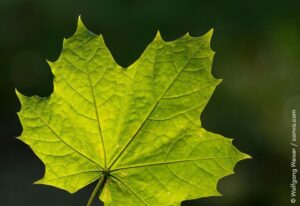 Ahornblatt - Fraktale - Natur und Gesundheit